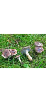 점마개버섯 (Gomphidius maculatus (Scop.) Fr.)