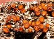 침접시버섯 (Scutellinia erinaceus (Schw.) Kuntze)