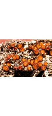 침접시버섯 (Scutellinia erinaceus (Schw.) Kuntze)
