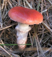큰마개버섯 (Gomphidius roseus (Fr.) Fr.)