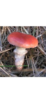 큰마개버섯 (Gomphidius roseus (Fr.) Fr.)