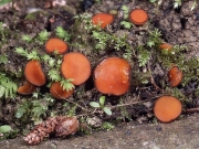 짧은털접시버섯 (Scutellinia kergulensis (Berk.) Kuntze)