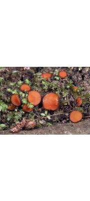 짧은털접시버섯 (Scutellinia kergulensis (Berk.) Kuntze)