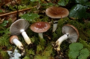장미마개버섯 (Gomphidius subroseus Kauffm.)