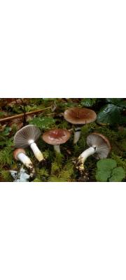 장미마개버섯 (Gomphidius subroseus Kauffm.)