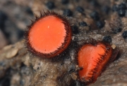 접시버섯 (Scutellinia scutellata (L.) Lamb.)