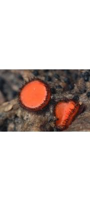 접시버섯 (Scutellinia scutellata (L.) Lamb.)