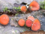 그늘접시버섯 (Scutellinia umbrarum (Fr.) Lamb.)