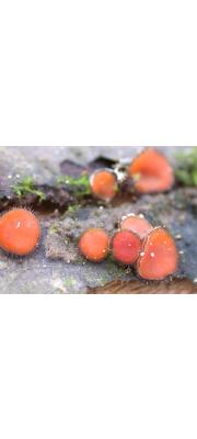 그늘접시버섯 (Scutellinia umbrarum (Fr.) Lamb.)