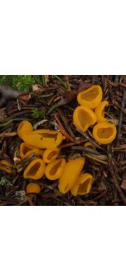 황금대접시버섯 (Sowerbyella imperialis (Peck) Korf)