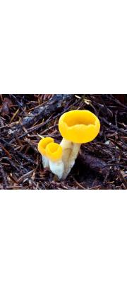오렌지대접시버섯(대들주발버섯) (Sowerbyella rhenana (Fuckell) J. Moruvec > Aleurea rhenana Fuckel)