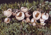 갈색땅주발버섯 (Tarzetta catinus (Holmsk.) Korf. & Rogers)