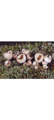 갈색땅주발버섯 (Tarzetta catinus (Holmsk.) Korf. &amp; Rogers)