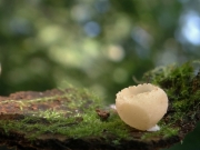 오목땅주발버섯 (Tarzetta cupularis (L.) Svrcek.)