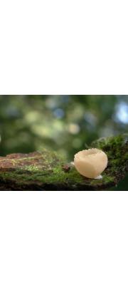 오목땅주발버섯 (Tarzetta cupularis (L.) Svrcek.)