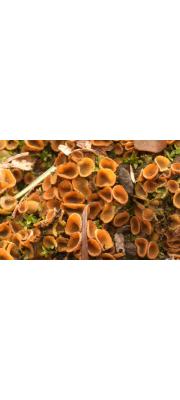 털접시버섯 (Tricharina gilva (Boud.) Eckblad)