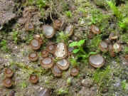 털잔버섯 (Trichophaea gregaria (Rehm) Boud)
