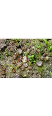 털잔버섯 (Trichophaea gregaria (Rehm) Boud)