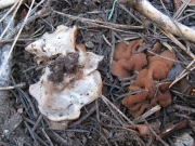 땅해파리 (Rhizina undulata Fr. > Rhizina inflata (Schaeff.) P. Karst.)