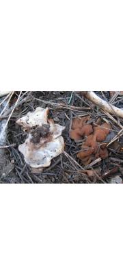 땅해파리 (Rhizina undulata Fr. > Rhizina inflata (Schaeff.) P. Karst.)