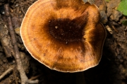 톱니겨우살이버섯 (Coltricia cinnamomea (Jacq.) Murr.)