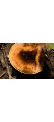 톱니겨우살이버섯 (Coltricia cinnamomea (Jacq.) Murr.)