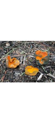 예쁜술잔버섯 (Caloscypha fulgens (Pers.) Boud.)