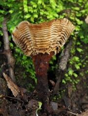 계단겨우살이버섯.(계단겨우살이버섯아재비) (Coltricia montagnei (Fr.) Murr.  > Coltricia monagnei var. greenei (Berk.) Imaz > Coltricia montagnei (Fr.) Murr > Coltricia montagnei var. montagnei (Fr.) Murr.)