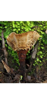 계단겨우살이버섯.(계단겨우살이버섯아재비) (Coltricia montagnei (Fr.) Murr.  > Coltricia monagnei var. greenei (Berk.) Imaz > Coltricia montagnei (Fr.) Murr > Coltricia montagnei var. montagnei (Fr.) Murr.)
