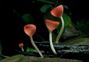 붉은양주컵버섯 (Cookeina sulcipes (Berk.) Kuntze)