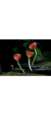 붉은양주컵버섯 (Cookeina sulcipes (Berk.) Kuntze)