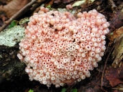 무리작은입술잔버섯 (Microstoma aggregatum Otani)