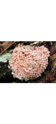 무리작은입술잔버섯 (Microstoma aggregatum Otani)