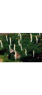 끈적더듬이버섯(끈적뱅어버섯) (Multiclavula mucida (Pers.) Petersen  > Lentaria mucida (Pers.) Corner)