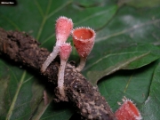 털작은입술잔버섯 (Microstoma floccosum (Schw.) Raittv.)