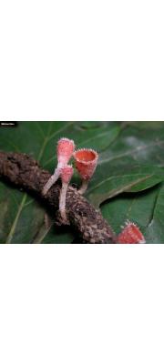 털작은입술잔버섯 (Microstoma floccosum (Schw.) Raittv.)