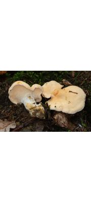 턱수염버섯(흰턱수염버섯) (Hydnum  repandum L.  > Hydnum  repandum var. albidum (Quél.) Rea)