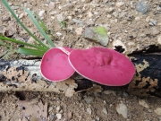 자주술잔버섯 (Phillipsia domingensis Berk.)