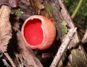 술잔버섯 (Sarcoscypha coccinea (Jacq.) Sacc.)
