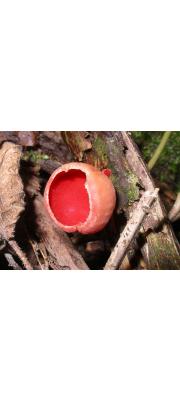 술잔버섯 (Sarcoscypha coccinea (Jacq.) Sacc.)