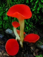붉은대술잔버섯(붉은찻잔버섯) (Sarcoscypha occidentalis (Schw.) Sacc.)