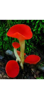 붉은대술잔버섯(붉은찻잔버섯) (Sarcoscypha occidentalis (Schw.) Sacc.)