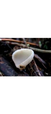 쟁반술잔버섯 (Sarcoscypha vassiljevae Raitv.)