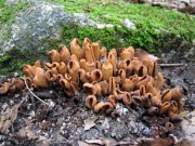 다발귀버섯 (Wynnea gigantea Berk. & Curt.)