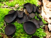 검은잔버섯(검은헛찻잔버섯) (Pseudoplectania nigrella (Pers.) Fuckel)