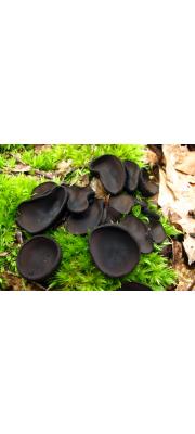 검은잔버섯(검은헛찻잔버섯) (Pseudoplectania nigrella (Pers.) Fuckel)