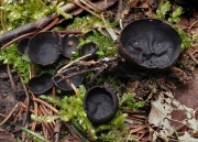 전나무검은잔버섯 (Pseudoplectania vogesiaca Seaver)