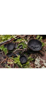 전나무검은잔버섯 (Pseudoplectania vogesiaca Seaver)