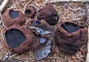 고무술잔버섯 (Sarcosoma globosum (Schim.) Rehm)