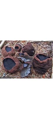 고무술잔버섯 (Sarcosoma globosum (Schim.) Rehm)